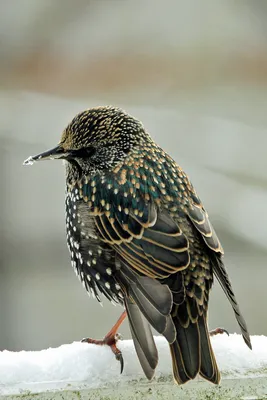 Певчие птицы - красивые фото