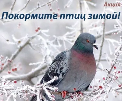 🆕 Гексы для оформления \"Покормите птиц зимой!\" ❄ 🆓 БЕСПЛАТНО в JPG и PDF  🎁 ✓ К посту прикреплен.. | ВКонтакте