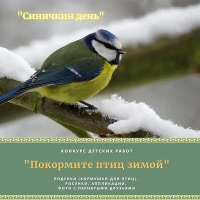 Позитивные мысли и цитаты | Покормите птиц зимой! | Дзен