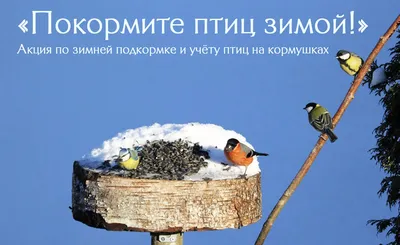 Подкормите птиц зимой