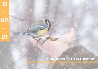 покормите птиц зимой - Ошколе.РУ
