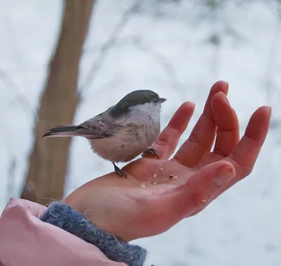 Покормите птиц зимой 2014. Листовки | Государственный природный заповедник  Малая Сосьва