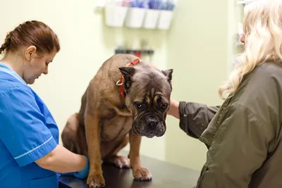 Аллергия на корм у собак - Veterinar-Dermatolog