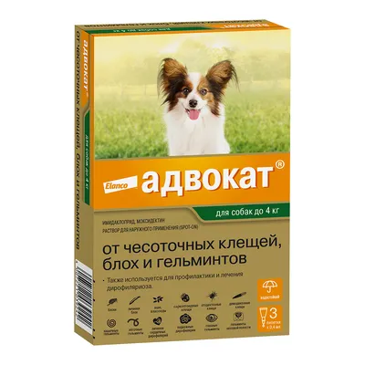 Лишай у собак: как определить в домашних условиях, лечение, признаки