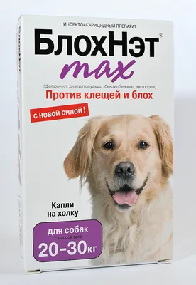 Собака чешется — что делать при сильном зуде у собаки — ProPlan.ru