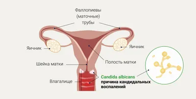 Рак полового члена: симптомы, причины, стадии, диагностика, методы лечения  и прогноз онкологии пениса