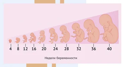 Врач УЗИ Дахкильгова Лариса on Instagram: \"На каком сроке врач УЗД может  определить пол будущего малыша❓ Основное развитие наружных половых  признаков у плодов обоего пола,являются половой бугорок,лабиоскротальные  валики урогенитальный синус.На сроке 11-14