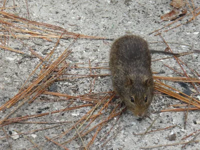 Глобальное потепление приведет к масштабному расселению полевой мыши -  Ведомости.Экология