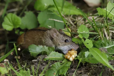 Крыса серая (пасюк) | Виртуальный музей Чудского Озера