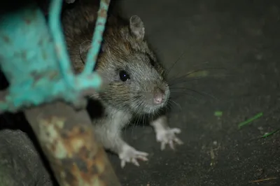 В Прикамье ожидается нашествие крыс и мышей - KP.RU