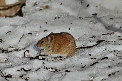 Полосатая полевая мышь apodemus agrarius смотрит из норы в чистом снегу  зимой милый маленький обычный грызун в дикой природе | Премиум Фото