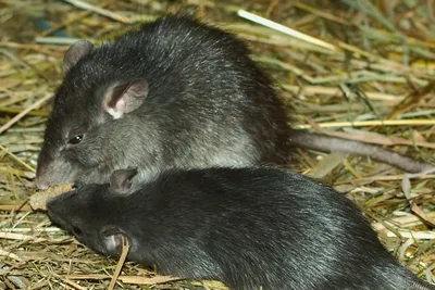 Мыши, водяные крысы, медведки и майские жуки: как отвадить от участка  злостных вредителей