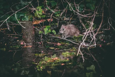 Златобрюхая бобровая крыса - Мышиные | Некоммерческий учебно-познавательный  интернет-портал Зоогалактика