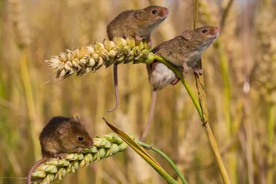Крысы в окопах: российские военные жалуются на нашествие грызунов | Бел.Ру  | Дзен