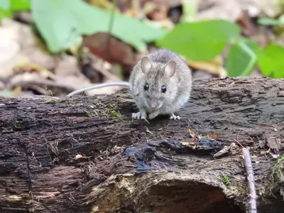 маленькая полевая мышь сидит неподвижно на асфальте и быстро дышит,  вероятно, больной сток-видео - Видео насчитывающей крыса, лето: 215984099