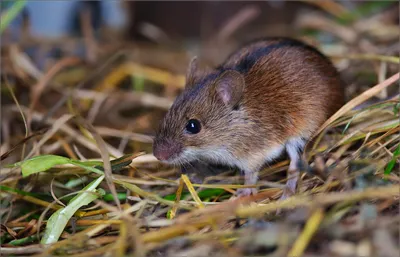 Полевая мышь(Apodemus agrarius) :: Иван – Социальная сеть ФотоКто