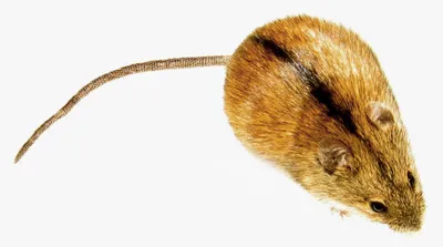 Полевая мышь — Википедия