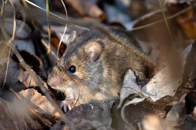 Она была такая крохотная»: новосибирцы показали полевую мышь, которую нашли  в лесу - KP.RU