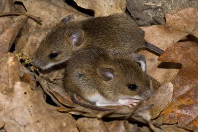 Полевые мыши: фото, питание, ареал обитания, вред для человека и  особенности жизнедеятельности | klophlop.ru