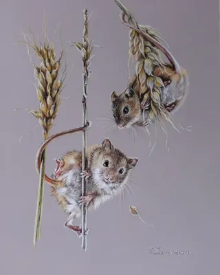 Мышь полевая