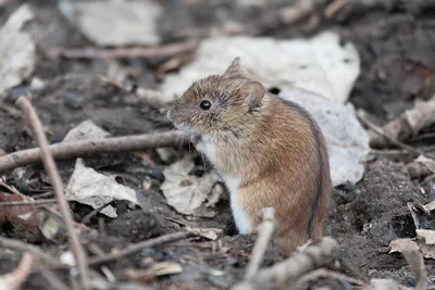 полевая мышь в поле на камне среди травы Стоковое Изображение - изображение  насчитывающей звероловство, голодно: 220695659