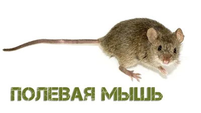 Мышь Полевая Желудь - Бесплатное фото на Pixabay - Pixabay