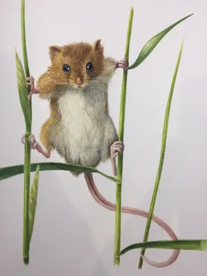 Полевая мышь род: лесные и полевые…» — создано в Шедевруме