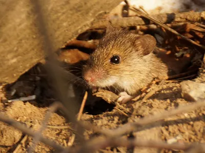 Полевые мышки | Пикабу