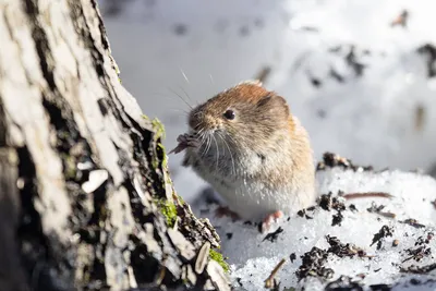 Лесная Мышь В Хабитат — стоковые фотографии и другие картинки Полевая мышь  - Полевая мышь, Мышь - животное, Желтогорлая мышь - iStock