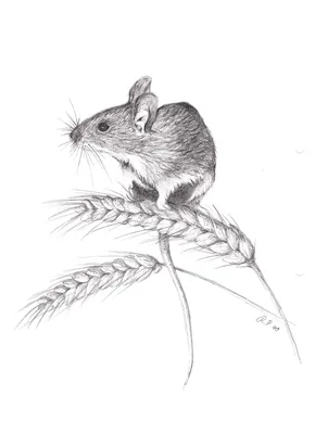 Полевая мышь, Apodemus agrarius, Striped Field Mouse | Flickr