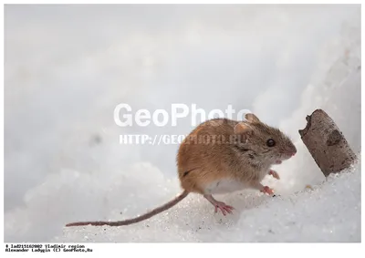 Мышь полёвка: Детальный обзор её обитания, поведения и особенностей - Люблю  Хомяков