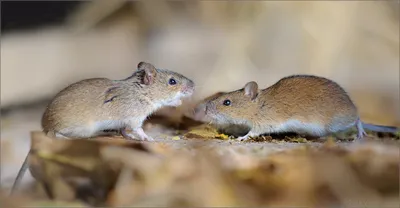 Полевая мышь. Striped field mouse. Apodemus agrarius - YouTube