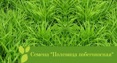 Полевица для создания газонного покрытия. Читайте здесь