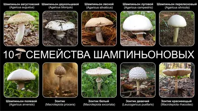 На газоне выросли грибы. Поиск по картинке говорит, что это гриб псилоцибе  - то есть содержит вещества которые запрещены законом. Вопрос зна | Пикабу