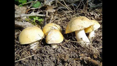 Подосиновик белоножковый (Leccinum albostipitatum) – Грибы Сибири