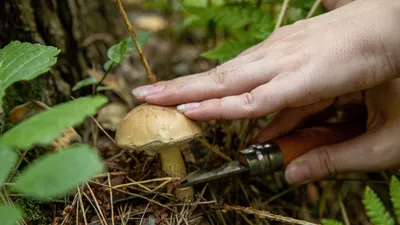 Грибы создают «социальную сеть» для деревьев?