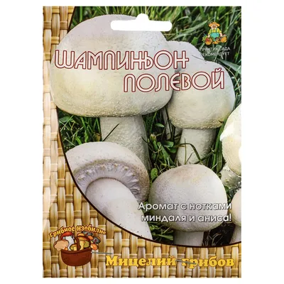 Вячеслав Степанов: Грибы Калужской области - Шампиньон полевой (Agaricus  arvensis)