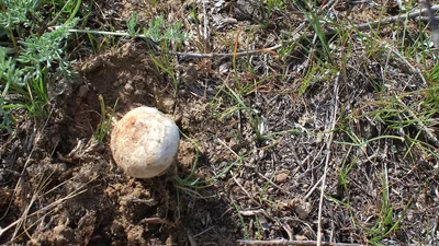 Boletus edulis, Белый гриб