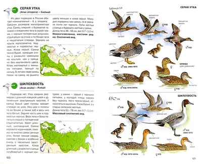 На подлёте: опубликован календарь возвращения перелетных птиц в Москву -  Московская правда