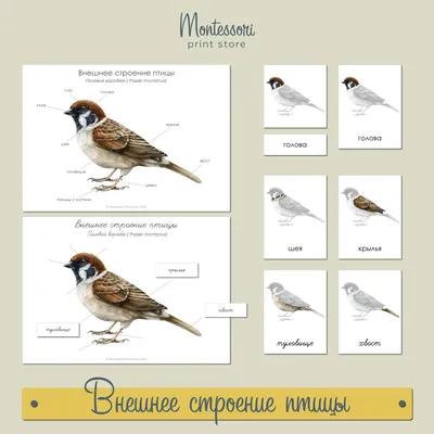 Гусеобразные птицы, 1 таблица - info - Клуб Бумеранг