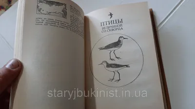 Перелётные птицы возвращаются в Беларусь
