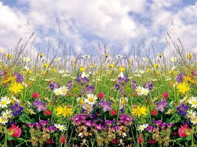 Полевые цветы» картина Тимченко Дианы маслом на холсте — купить на ArtNow.ru