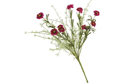 Полевые цветы Волшебная страна Маки красные 004233 - выгодная цена, отзывы,  характеристики, фото - купить в Москве и РФ