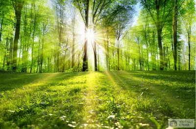 Солнечная Поляна в лесу - фото и картинки: 27 штук