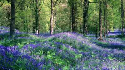 поляна в лесу со сложенными дровами Стоковое Изображение - изображение  насчитывающей деревянно, ландшафт: 217043381