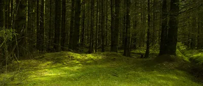 Поляна в лесу.. :: Юрий Стародубцев – Социальная сеть ФотоКто