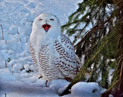 Полярная сова признана самой красивой птицей Финляндии | Yle Novosti | Yle