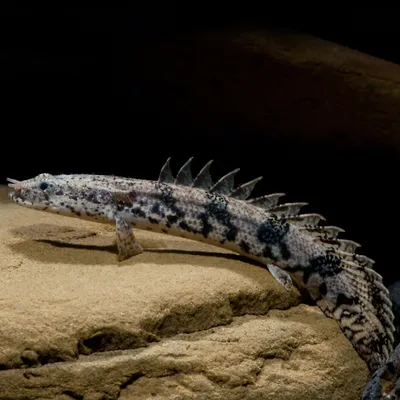 Полиптерус эндлихера (Polypterus endlicherii) - аквариумная рыбка в  Екатеринбурге - Интернет-магазин AlexAquaShop.ru