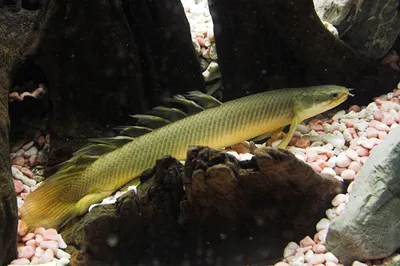 Полиптерус Орнатипинис (Polypterus ornatipinnis) - 9-10см L-2022357 купить  оптом и в розницу ≡ ᐈ labeo.com.ua ⋆ Спешите купить!