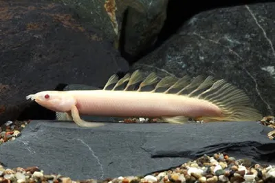 ПОЛИПТЕРУС СКЕКГАЛЬСКИЙ АЛЬБИНОС размер M/Polypterus senegalus var.albino/  | Зоомагазин \"Зоо сити\"